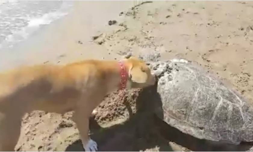 Το πιο συγκινητικό βίντεο που είδατε σήμερα: Σκύλος θάβει νεκρή θαλάσσια χελώνα