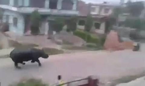 Ρινόκερος πήρε μοτοσικλετιστή στο κυνήγι μέσα σε κατοικημένη περιοχή και σκόρπισε τον τρόμο (vid)