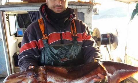 Καλαμάρι - γίγας για επαγγελματία ψαρά στην Πρέβεζα (pics)