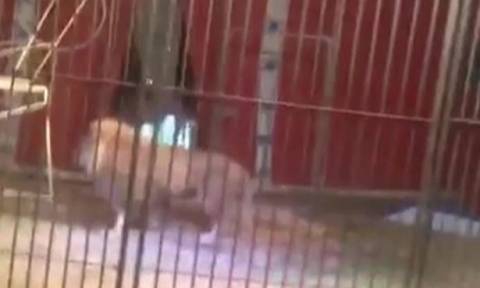 Βίντεο σοκ: Λιοντάρι αρπάζει από το λαιμό τον θηριοδαμαστή και τον σέρνει μέσα στο κλουβί