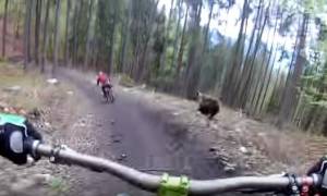 Τρόμος στο δάσος: Πήγαν για ποδηλασία και βρέθηκαν να τους κυνηγά αρκούδα! (vid)