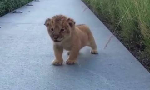 Αυτή είναι η πρώτη δημόσια εμφάνιση για τη νεογέννητη λιονταρίνα στο Ντάλλας!