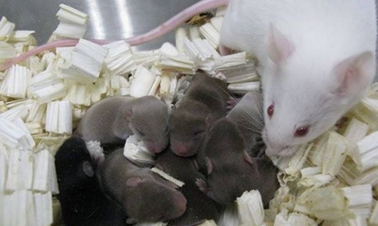 Διαστημικές... εξωσωματικές σε εξέλιξη! Ήδη γεννήθηκαν τα πρώτα ποντίκια!