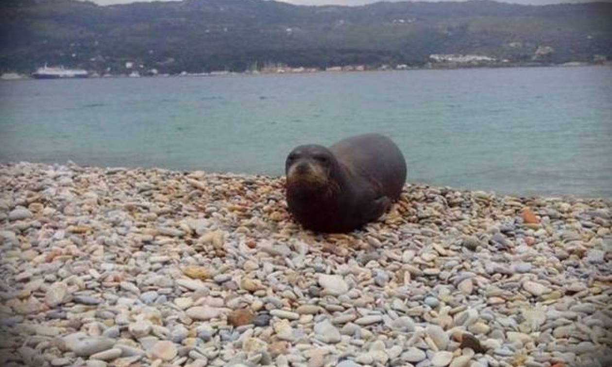 Δολοφονία φώκιας με κυνηγετικό όπλο στη Σάμο