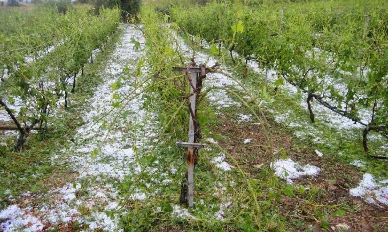 Λάρισα: Μεγάλες καταστροφές στις καλλιέργειες από την χαλαζόπτωση