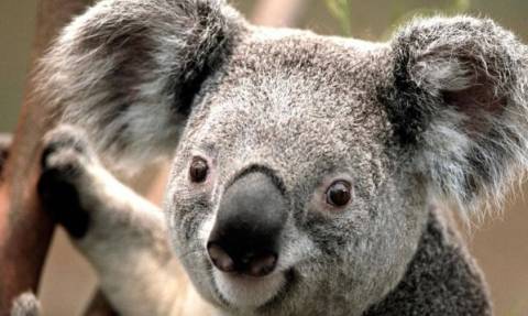 Ο ζωολογικός κήπος του Σίδνεϊ «υποδέχεται» ένα μωρό κοάλα!