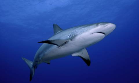 Πανικός με καρχαρία σε παραλία της Λάρυμνας:  Συγκλονιστική περιγραφή λουόμενου (vid)