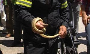 Τρόμος στην Κοζάνη: Φίδι σε κατάστημα παιδικής ένδυσης!