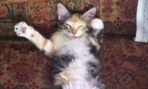 Γάτα κοιμάται και κάνει τον... τροχονόμο (video)