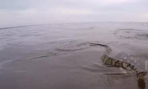 Σοκαριστικό θέαμα: Είχαν πάει για... έλεγχο του νερού και τους πήρε στο κυνήγι τεράστιο φίδι (video)