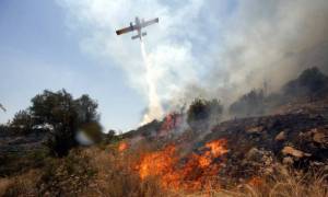 Ξάνθη: Υπό έλεγχο η φωτιά που ξέσπασε στο δάσος του Νέστου