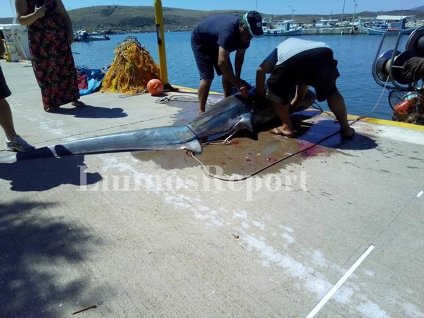 Τρόμος στις ελληνικές θάλασσες – Έπαθαν σοκ δύο ψαράδες με αυτό που έπιασαν στη Λήμνο (pics)