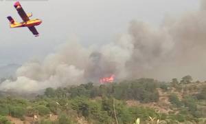Φωτιά Μυτιλήνη: Καταγγελία - σοκ για τη μεγάλη πυρκαγιά που καίει το νησί