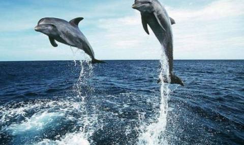 Ινστιτούτο Αρχιπέλαγος: Στα στομάχια δελφινίων καταλήγουν τα πλαστικά απορρίμματα