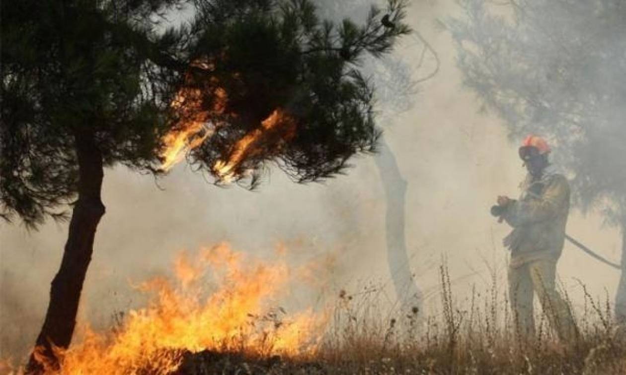 Φωτιά Τώρα: Σε εξέλιξη πυρκαγιά στη Φθιώτιδα