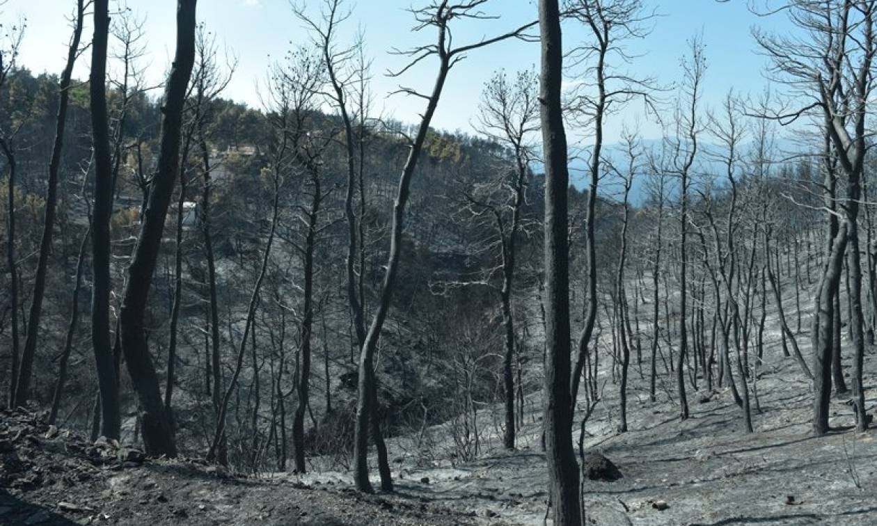 Σε λειτουργεία το δορυφορικό σύστημα «Κοπέρνικος» για τις καμένες εκτάσεις