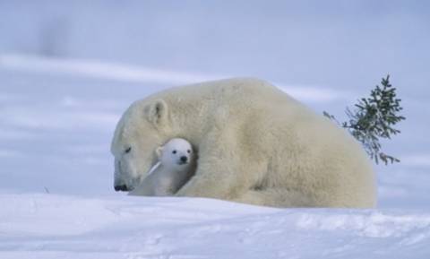 Κόβουν... πρόστιμο σε όσους «ενοχλούν» τις πολικές αρκούδες στην Αρκτική!