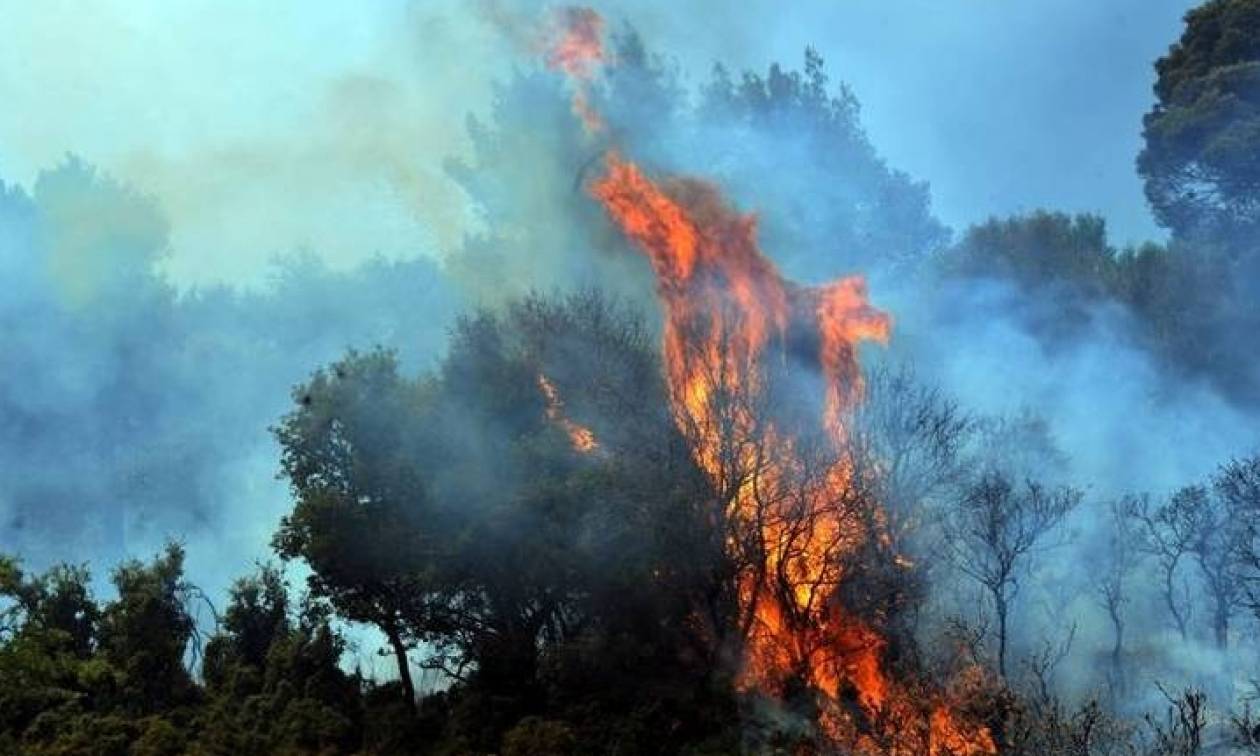 Φωτιά ΤΩΡΑ στην Ηλεία