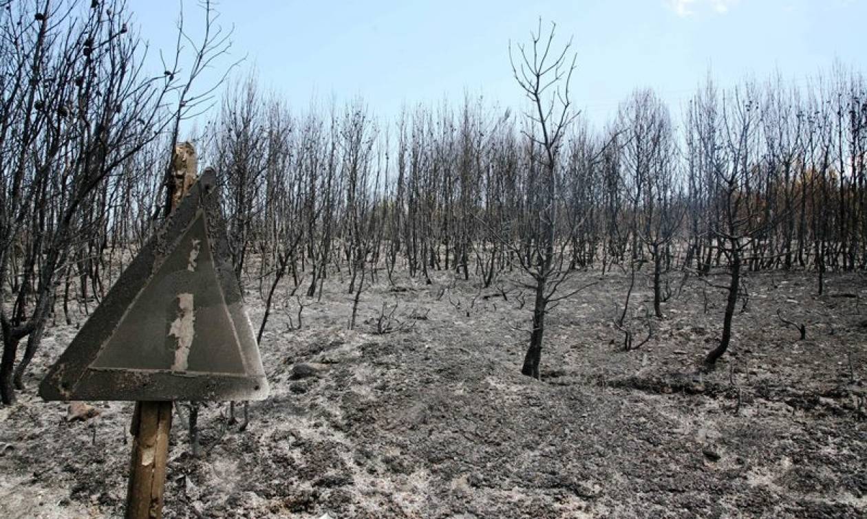 ΥΠΕΝ: Αναδασωτέες θα κηρύσσονται οι καμένες εκτάσεις