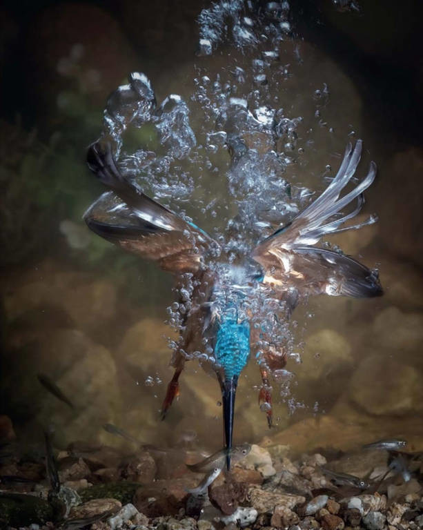 Όταν η φύση έχει κέφια: Οι πιο εντυπωσιακές φωτογραφίες των βραβείων BTO