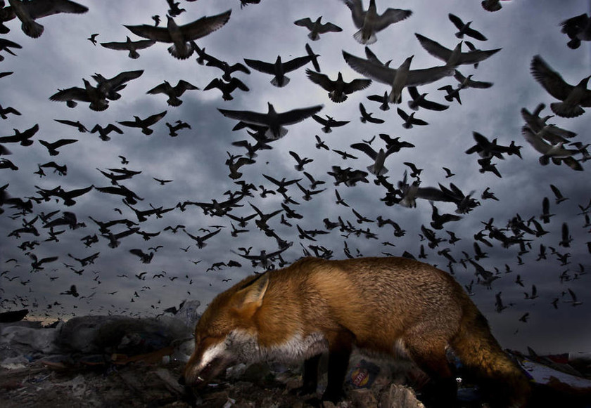 Όταν η φύση έχει κέφια: Οι πιο εντυπωσιακές φωτογραφίες των βραβείων BTO
