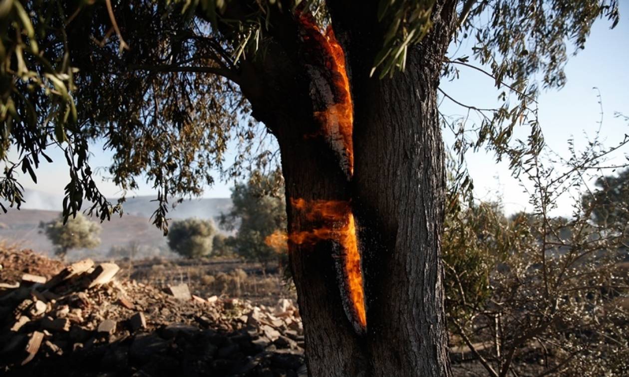 Κίτρινος συναγερμός: Πού είναι υψηλός σήμερα (07/09) ο κίνδυνος πυρκαγιάς