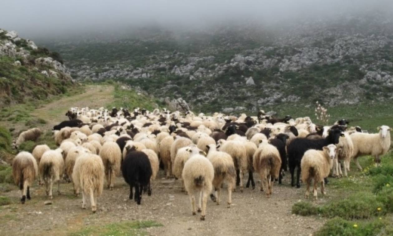 Συνελήφθη 51χρονος με την κατηγορία της ζωοκτονίας