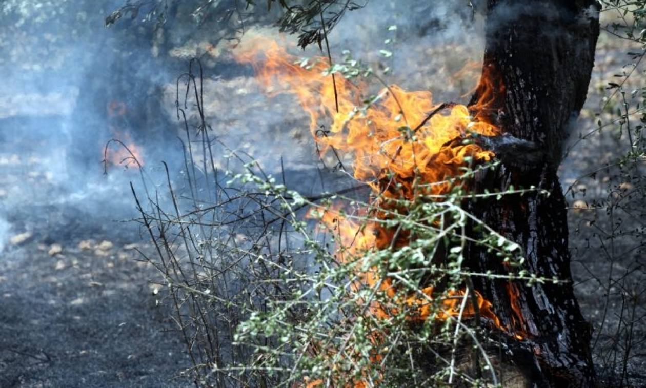 Σε ύφεση οι φωτιές στα Κανάλια και τους Λάκωνες