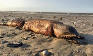 Μυστήριο: Θαλάσσιο τέρας χωρίς μάτια ξεβράστηκε σε παραλία του Τέξας μετά τον τυφώνα Χάρβεϊ! (Pics)