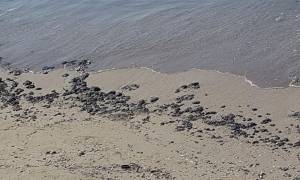 Η πετρελαιοκηλίδα «καταπίνει» τις παραλίες της Αθήνας – Κομμάτια μαζούτ στη Σαρωνίδα