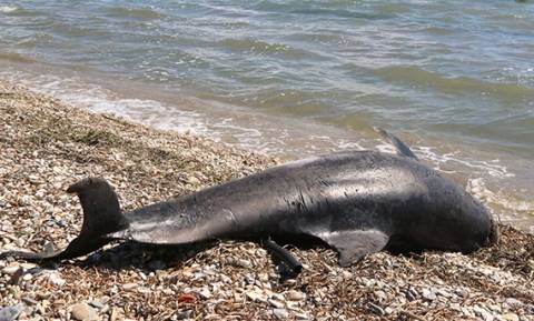 Πάτρα: Νεκρό δελφίνι ξεβράστηκε σε παραλία (pics)