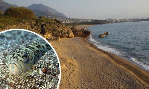 Ψάρια τσιμπούν λουόμενους σε παραλία της Κρήτης!