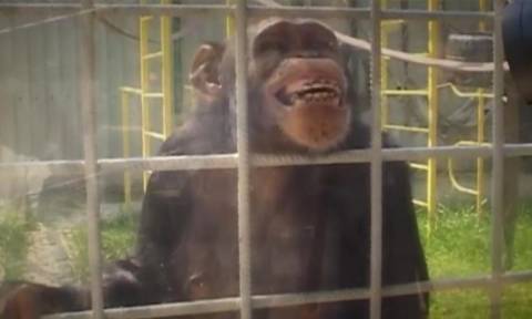 Ζηλιάρης χιμπατζής επιτέθηκε σε υπάλληλο ζωολογικού κήπου επειδή «φλέρταρε» με τη φίλη του! (pics)
