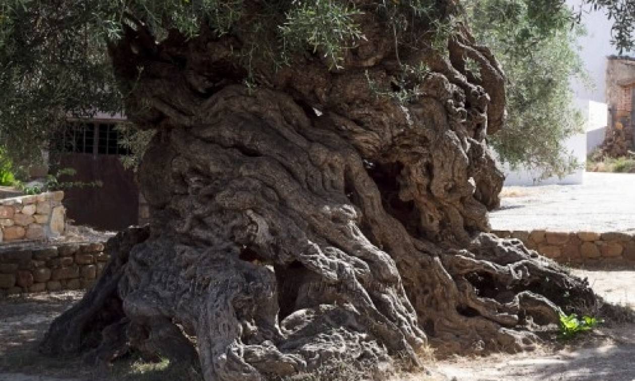 Θύματα της κρίσης και οι υπεραιωνόβιες ελιές! (vid)