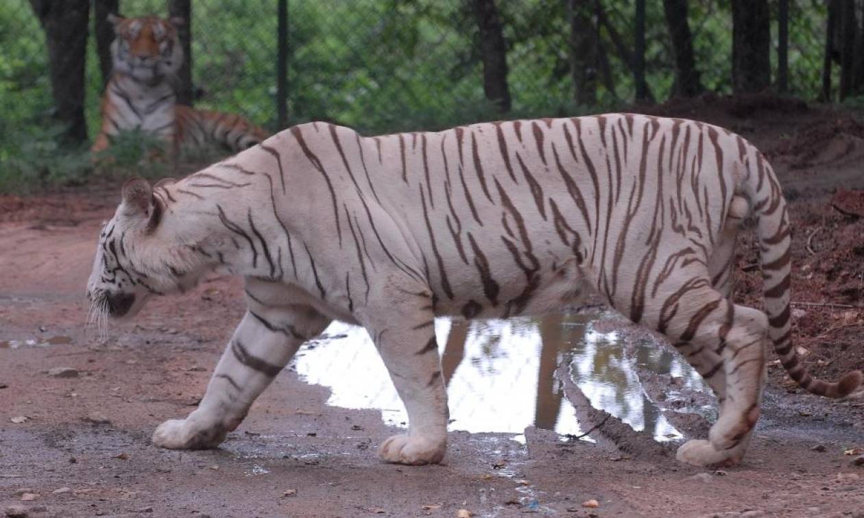 Φρίκη σε ζωολογικό κήπο: Τίγρεις κατασπάραξαν υπάλληλο