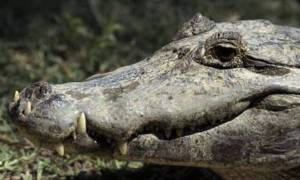 Σοκ στην Αυστραλία: Φόβοι ότι κροκόδειλοι έφαγαν γυναίκα που έπασχε από άνοια