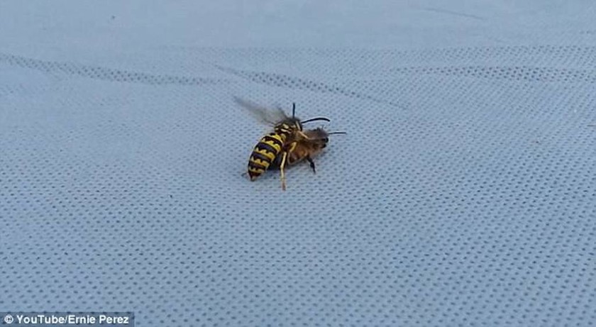 Viral: Η άγρια μονομαχία ανάμεσα σε μια σφήκα και μια μέλισσα (vid+pics)