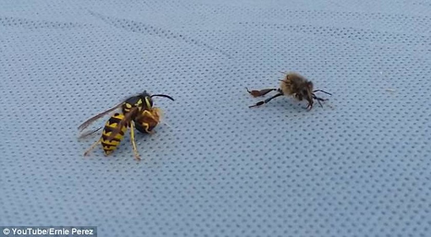 Viral: Η άγρια μονομαχία ανάμεσα σε μια σφήκα και μια μέλισσα (vid+pics)