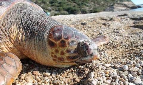 Τρόμος και ανησυχία στην Ελούντα: Φώκια επιτίθεται και σκοτώνει χελώνες της περιοχής