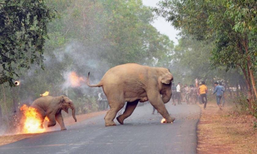 Εικόνα - γροθιά στο στομάχι: Μικρό ελεφαντάκι τυλίγεται στις φλόγες