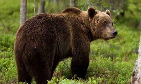 Μέτσοβο νέα: Τη σκότωσε αρκούδα, αλλά οι συγγενείς της δεν δικαιούνται αποζημίωσης