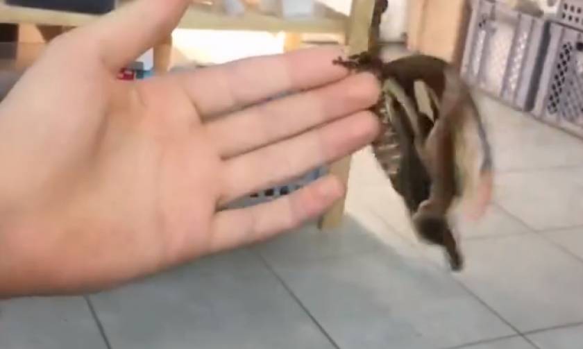 Αυτό που κρατά στο χέρι του είναι η μεγαλύτερη πεταλούδα του πλανήτη (video)