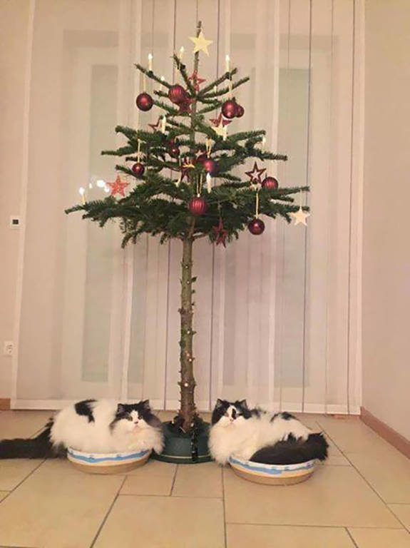 Viral: Ο ξεκαρδιστικός λόγος για τον οποίο αυτό το χριστουγεννιάτικο δέντρο είναι ανάποδα (Pics)