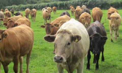 Ισπανία: Συναγερμός για κρούσματα της ασθένειας των «τρελών αγελάδων»