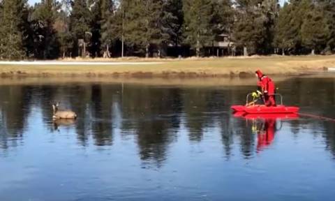 Εντυπωσιακό βίντεο: Πυροσβέστης σώζει ελάφι από παγωμένη λίμνη!