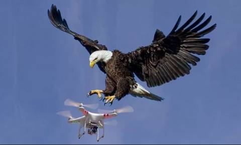 Η παράξενη είδηση της ημέρας: Απολύθηκαν από την αστυνομία οι αετοί που κατέρριπταν drones (Vid)