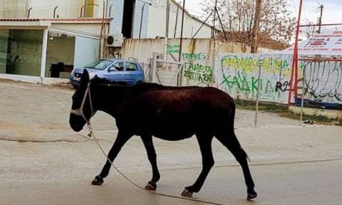 Γάιδαρος  έκανε βόλτες σε κεντρικούς δρόμους της Αθήνας (pics)