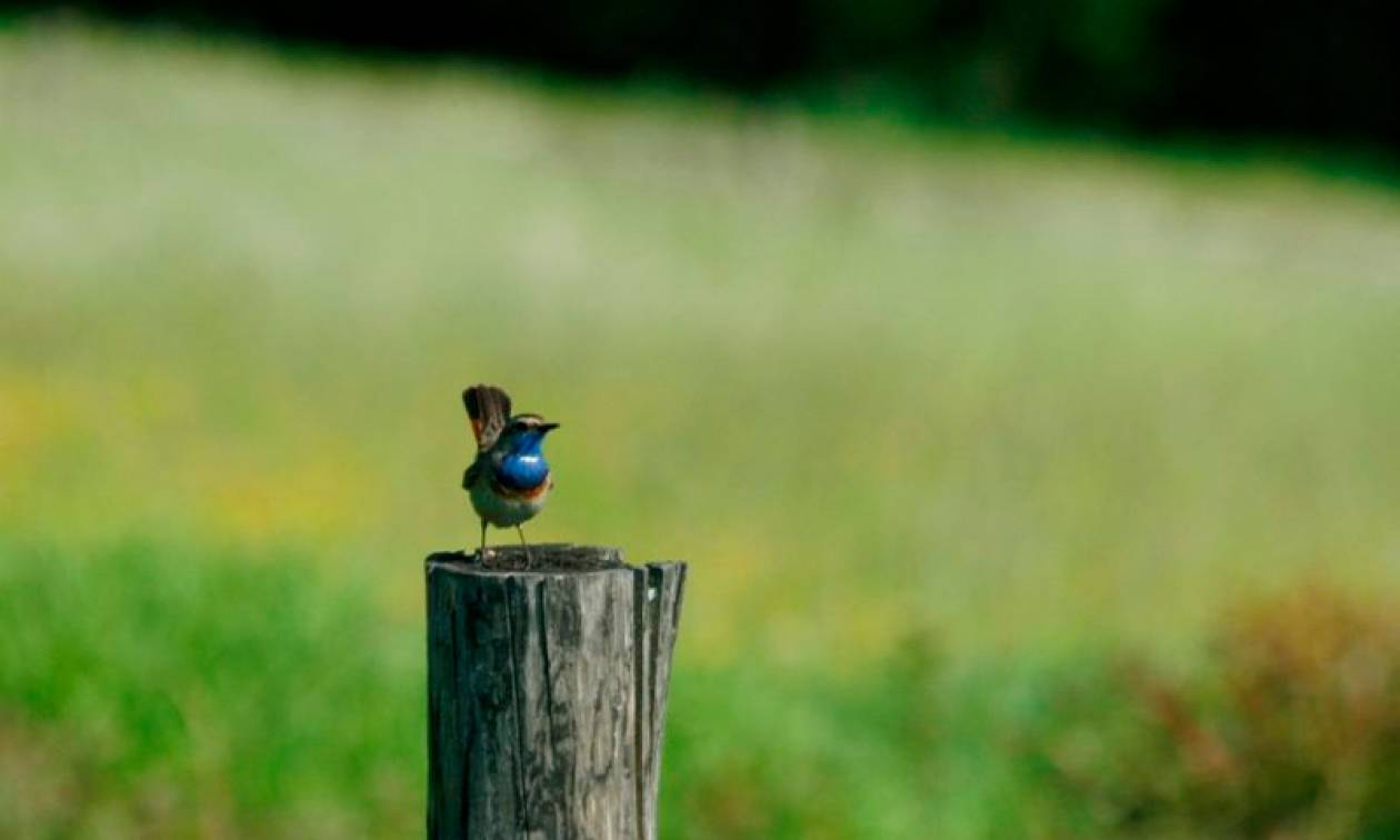 WWF: Μεγάλη αύξηση των περιοχών Natura στην Ελλάδα