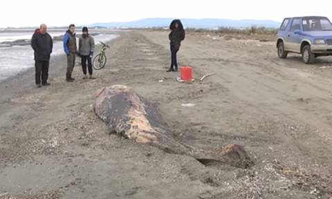 Αρχαίο είδος φάλαινας που μοιάζει με δελφίνι ξεβράστηκε σε ακτή της Αλεξανδρούπολης (vid)