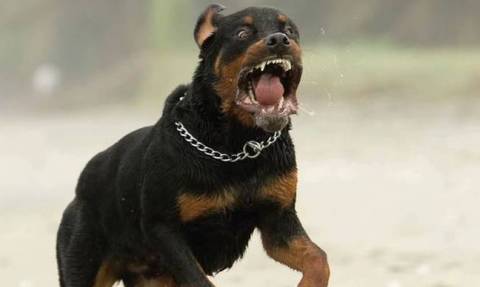 Τρόμος στα Χανιά: Αγέλη αδέσποτων σκυλιών επιτέθηκε σε περισσότερα από 20 άτομα